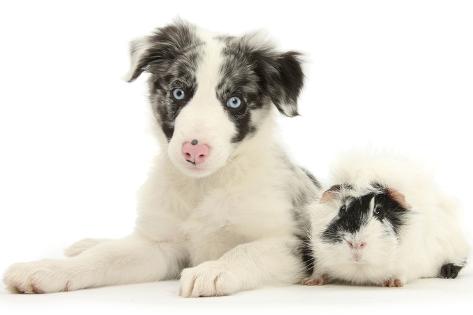 reproduction photographique 'blue merle border collie puppy, 9 weeks