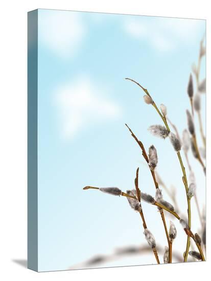 Spring Willow Branches On Blue Sky Background Photographic Spring Willow Branches On Blue Sky Background