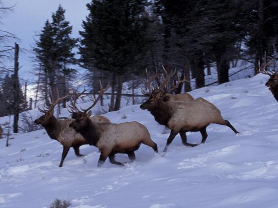 wapiti chatrooms The nebraska game and parks commission develops a number of useful maps to help you find and enjoy nebraska’s great outdoor resources interactive gis maps the following geographic information systems (gis) maps provide an interactive and in-depth look beyond our standard pdf maps. wapiti chatrooms The nebraska game and parks commission develops a number of useful maps to help you find and enjoy nebraska’s great outdoor resources interactive gis maps the following geographic information systems (gis) maps provide an interactive and in-depth look beyond our standard pdf maps.