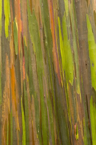 Philippines Multicolored Bark Of The Rainbow Eucalyptus Tree Multicolored Bark Of The Rainbow Eucalyptus Tree