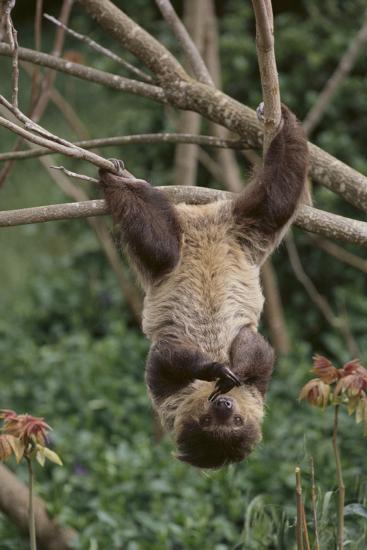 two toed tree sloth hanging from tree photographic print by dlillc