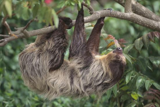 two toed tree sloth hanging from tree photographic print by dlillc