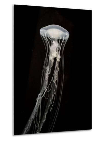 Jellyfish close up against a black background Jellyfish close up against a black background