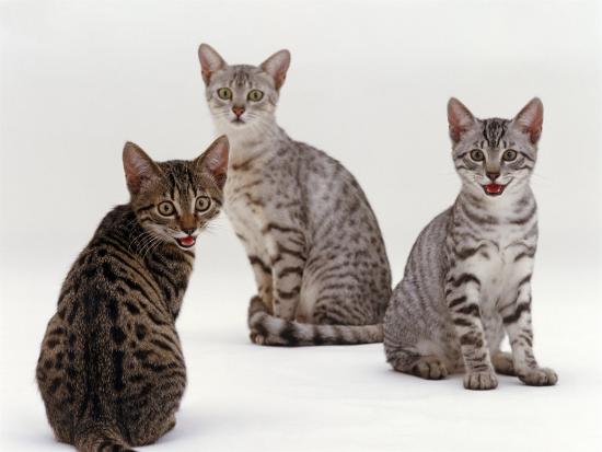 Domestic Cat, Female Silver Egyptian Mau with Two of Her ...