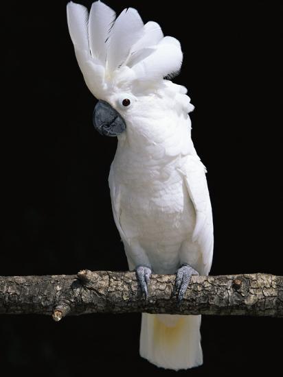 lynn-m-stone-white-or-umbrella-cockatoo_a-l-2634277-14258389.jpg?w=550&h=550
