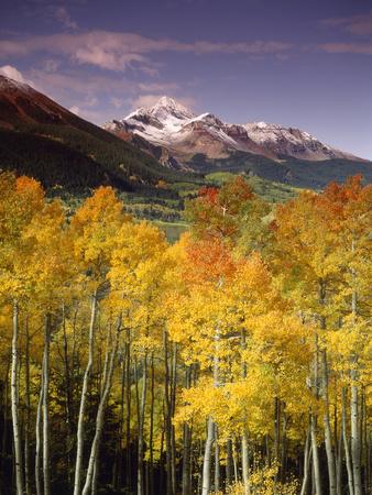 Aspen Tree, Snowcapped Mountain, San Juan National Forest 