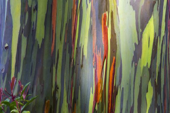 hawaii maui rainbow eucalyptus trees photographic print by terry
