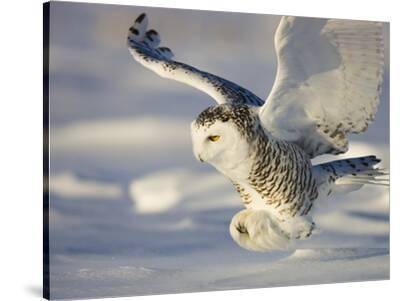 white owl chat The white owl (or snowy owl) always sits above me during my meditations he is my guardian spirit animal guide this is sone attributes of the white owl: the owl is the symbol of the feminine, the moon and the night. white owl chat The white owl (or snowy owl) always sits above me during my meditations he is my guardian spirit animal guide this is sone attributes of the white owl: the owl is the symbol of the feminine, the moon and the night.